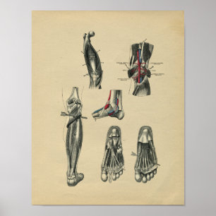 Menschliche Fußbein Anatomie 1902 Vintage Druck Poster