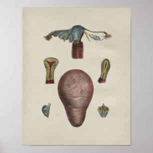 Menschliche Gebärmutter-Anatomie-Vintager Druck Poster