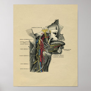 Menschliche Halsanatomie 1902 Vintage-Druck Poster