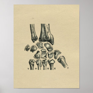 Menschliche Handgelenk-Anatomie 1902 Vintager Poster