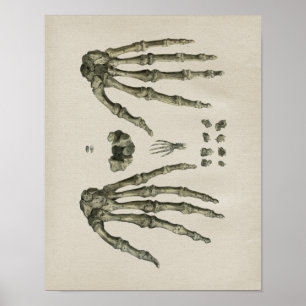 Menschliche Handknochen Anatomie Vintage-Druck Poster
