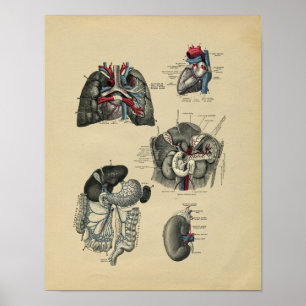 Menschliche innere Anatomie 1902 Vintage-Druck Poster