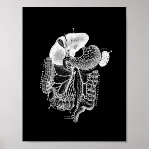 Menschliche interne Anatomie im Schwarzweiss-Druck Poster
