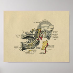 Menschliche Kiefer TMJ Anatomie 1902 Vintage Druck Poster