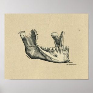 Menschliche Kieferanatomie 1902 Vintage-Druck Poster