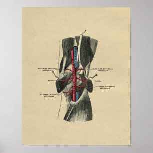 Menschliche Knieanatomie 1902 Vintage-Druck Poster