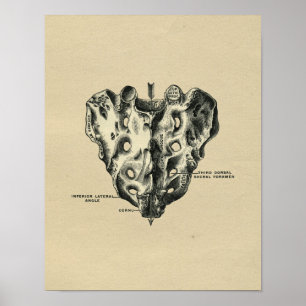 Menschliche Kreuzbein Anatomie 1902 Vintage Druck Poster