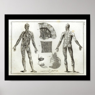 Menschliche Kunstgegenstände Anatomie Vintag Poster