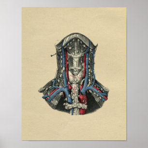 Menschliche Lymphknoten-Anatomie 1902 Vintager Poster