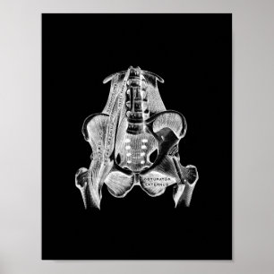 Menschliche Muskel-Anatomie im Schwarzweiss-Druck Poster