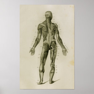 Menschliche Muskeln Hinteransicht Vintage Anatomie Poster