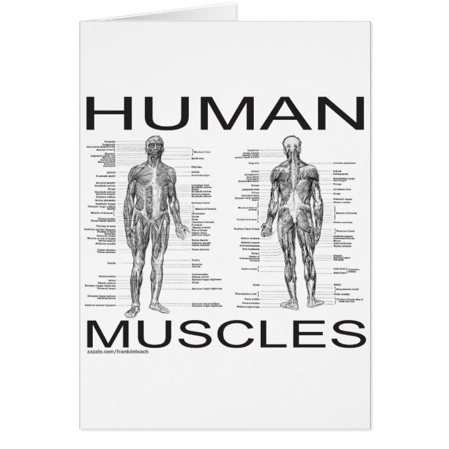 Menschliche Muskeln und Anatomie (Vorne)
