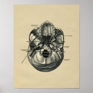 Menschliche Schädelanatomie 1902 Vintage-Druck Poster