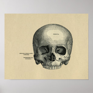 Menschliche Schädelanatomie 1902 Vintage-Druck Poster