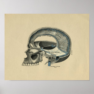 Menschliche Schädelanatomie 1902 Vintage-Druck Poster