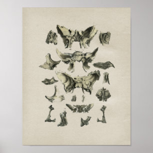 Menschliche Schädelknochen Anatomie Vintage-Druck Poster