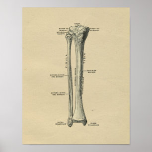 Menschliche Schienbein-Anatomie 1902 Vintager Poster