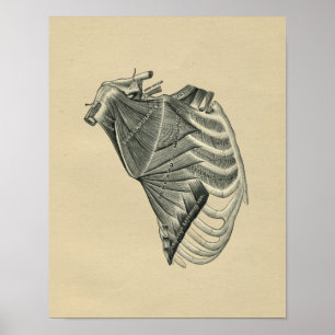 Menschliche Schulteranatomie 1902 Vintage-Druck Poster