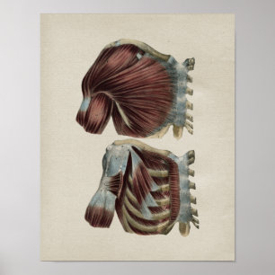 Menschliche Schulteranatomie Vintage-Druck Poster