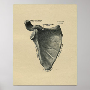 Menschliche Schulterblatt-Anatomie 1902 Vintager Poster