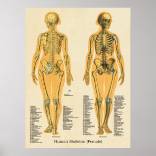 Menschliche Skelettanatomie Knochen Diagramm Weibl Poster