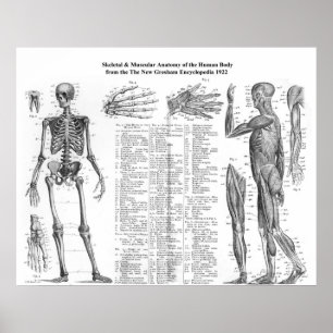 Menschliche skelettartige u. muskulöse Anatomie a Poster