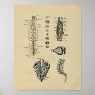 Menschliche Spinalnerven Anatomie 1902 Vintage-Dru Poster