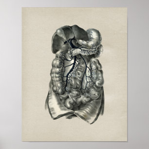 Menschliche Venen Körper Anatomie Vintage-Druck Poster