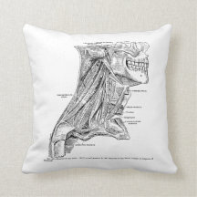 Menschliche Vintage Anatomie-Muskeln des Halses