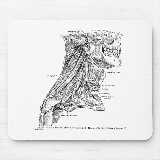 Menschliche Vintage Anatomie-Muskeln des Halses Mousepad (Vorne)
