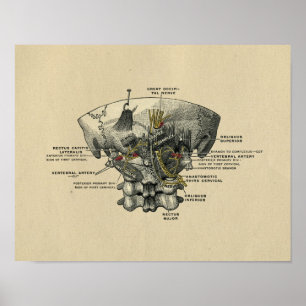 Menschliche Wirbelsäulenanatomie 1902 Vintage-Druc Poster