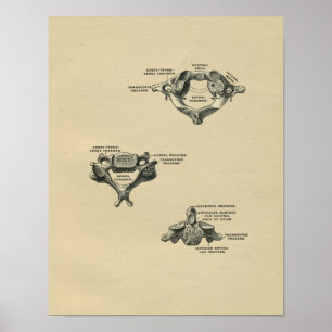 Menschliche Wirbelsäulenanatomie 1902 Vintage-Druc Poster