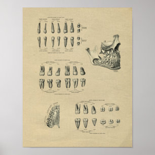 Menschliche Zahnanatomie 1902 Vintage-Druck Poster