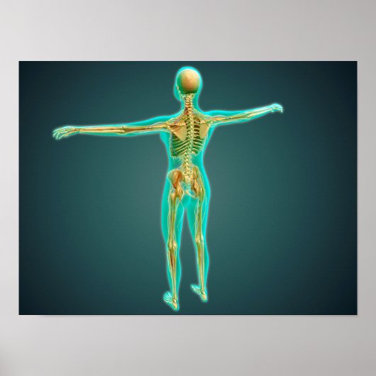 Menschlicher Körper mit Skelettsystem, Artikel 2 Poster (Vorne)