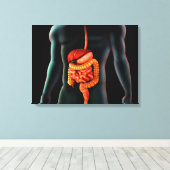 Menschlicher Körper und Verdauungssystem Leinwanddruck (Insitu (Holzboden))