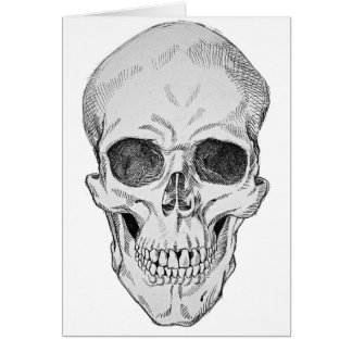 Menschlicher Schädel-anatomische Illustration