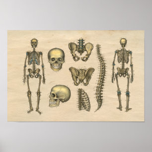 Menschlicher Skeleton Druck der Poster