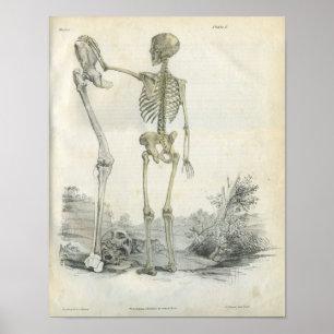 Menschlicher Skeleton Kunst-Druck Poster