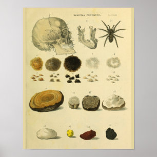 Menschlicher Totenkopf Spinne Medizinische Anatomi Poster