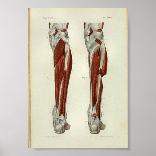 Menschlicher Vintage Anatomie Druck Muskeln Bein Poster (Vorne)