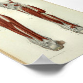 Menschlicher Vintage Anatomie Druck Muskeln Bein Poster (Ecke)