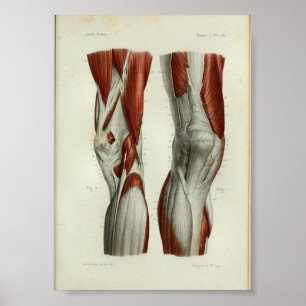 Menschlicher Vintage Anatomie Druck Muskeln Knie Poster