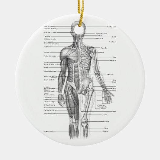 Menschliches Anatomie-Diagramm Keramik Ornament (Vorne)