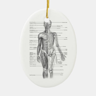 Menschliches Anatomie-Diagramm Keramik Ornament