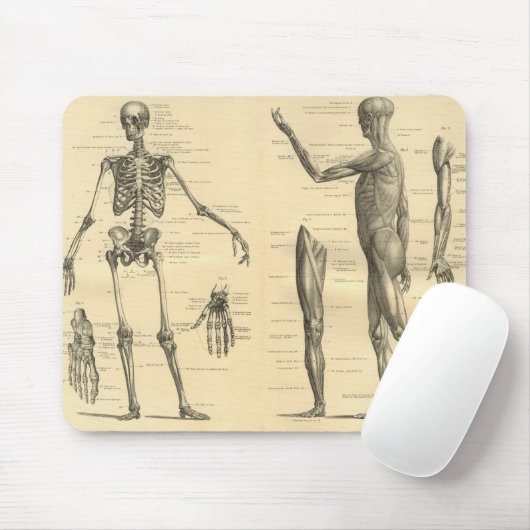 Menschliches Anatomie-Skelett und Muskeln des Mousepad (Mit Mouse)