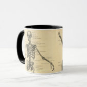 Menschliches Anatomie-Skelett und Muskeln des Tasse (Vorderseite Links)