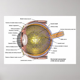 Menschliches Auge Poster