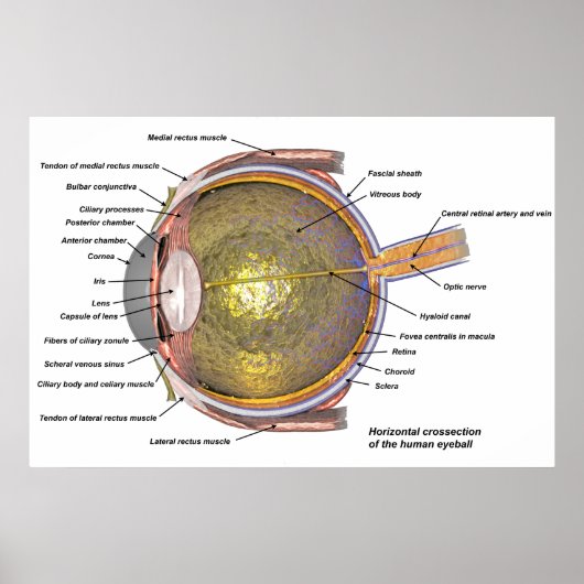 Menschliches Auge Poster (Vorne)