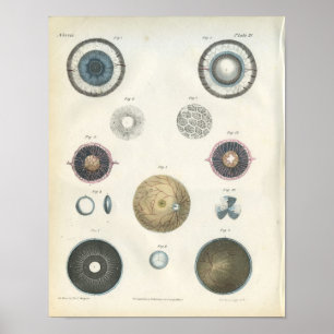 Menschliches Augen-interner Anatomie-Druck Poster