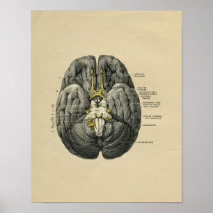 Menschliches Gehirn-Anatomie 1902 Vintager Druck Poster